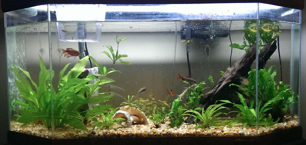 35 gallons planted tank (mostly live plants and fish) - Still a beginner but the tank currently contains amazon swords, java fern, and some water sprites. Also the water level isn't usually that low but it just happened to be when I took this photo.