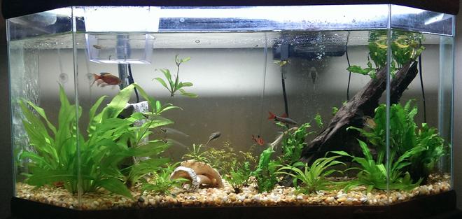 35 gallons planted tank (mostly live plants and fish) - Still a beginner but the tank currently contains amazon swords, java fern, and some water sprites. Also the water level isn't usually that low but it just happened to be when I took this photo.