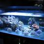 23 gallons reef tank (mostly live coral and fish) - 123