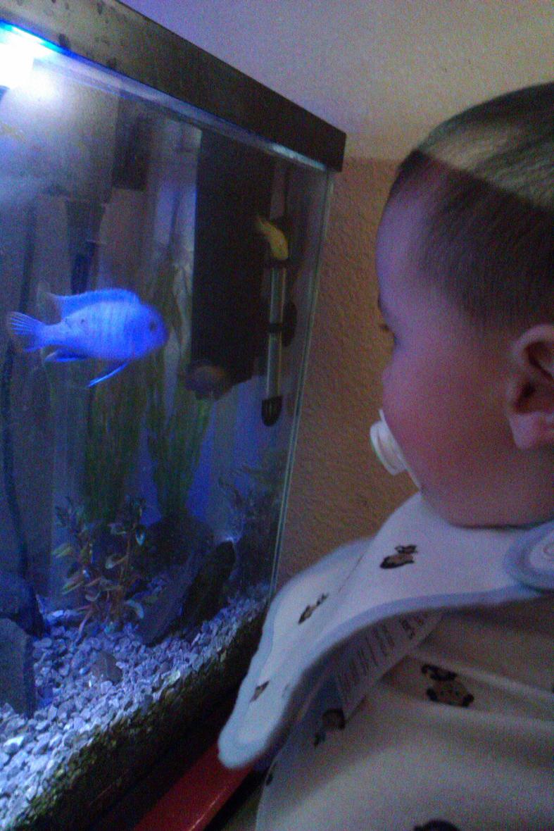 Rated #171: 40 Gallons Freshwater Fish Tank - My son john staring down my blue. :)