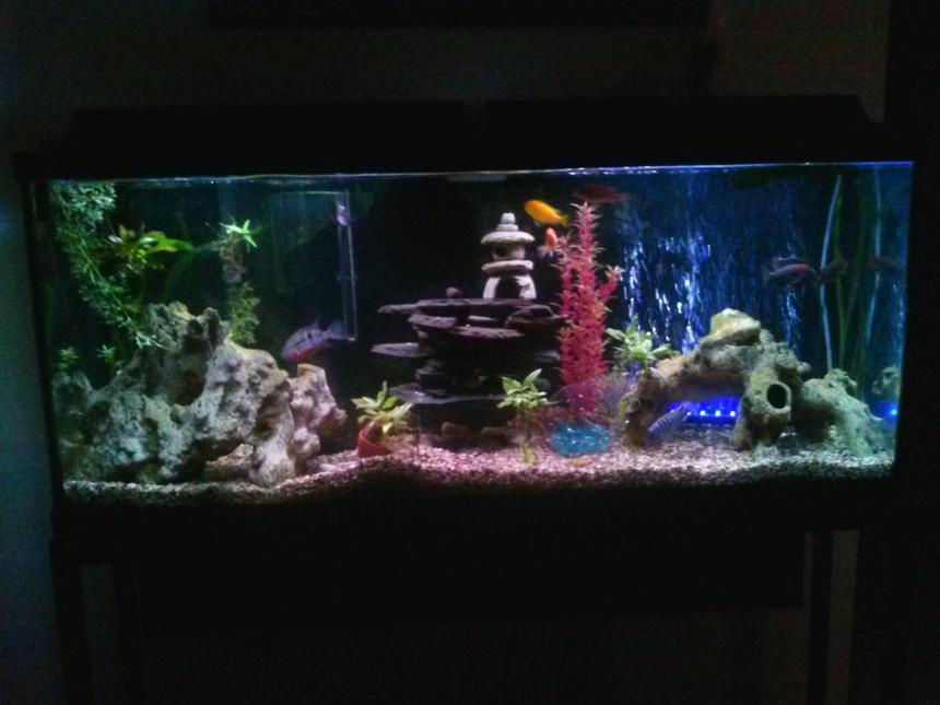 Rated #82: 55 Gallons Planted Tank - a 55 gallon mixed cichlid and all live plants.(but1)!underwater LED ligjt with bubbler
