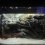 29 gallons freshwater fish tank (mostly fish and non-living decorations) - 29 gallon with homemade 3D rock background and fake plants.