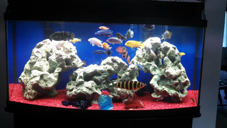 Rated #1694: 72 Gallons Freshwater Fish Tank - My 72 gallon bow front, mostly African Cichlid. Comments welcome!  I'm always looking for ideas.