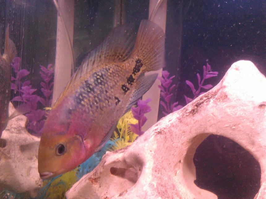Rated #1323: Freshwater Fish - Cichlasoma Synspilum - Redheaded Cichlid Stocking In 75 Gallons Tank - synspillum