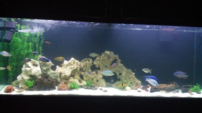 270 gallons freshwater fish tank (mostly fish and non-living decorations) - 270 cichlid tank