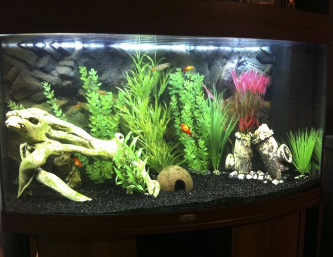 40 gallons freshwater fish tank (mostly fish and non-living decorations) - Overall view of my tank