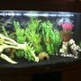 40 gallons freshwater fish tank (mostly fish and non-living decorations) - Overall view of my tank