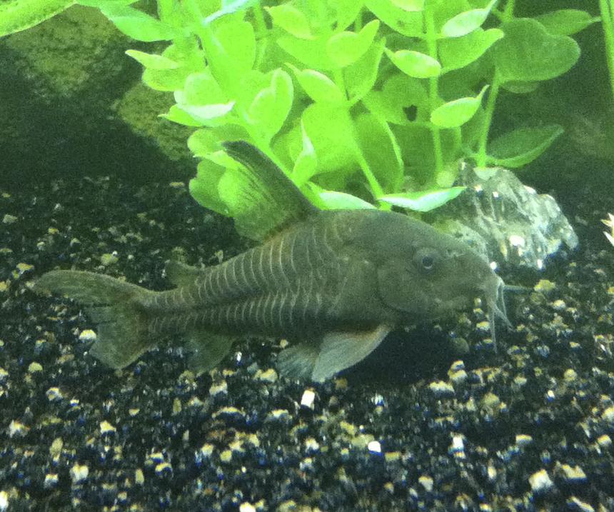 Rated #44: Freshwater Fish - Corydoras Paleatus - Peppered Cory Cat Stocking In 40 Gallons Tank - Peppered Corydora