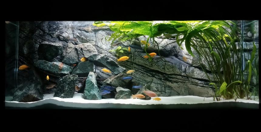 Rated #2: 450 Gallons Freshwater Fish Tank - Mlawi tank