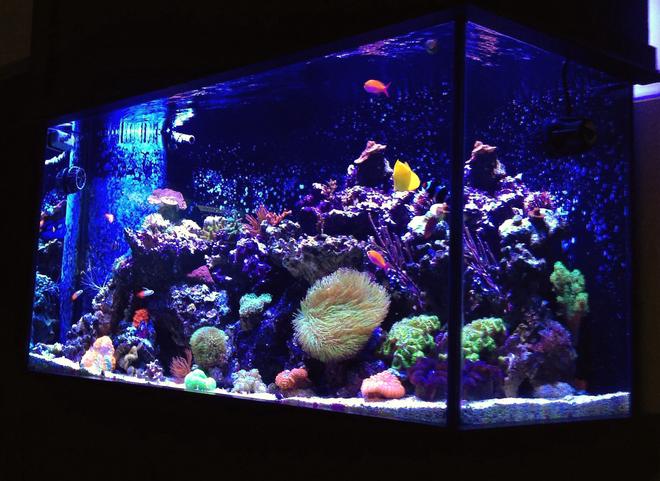 90 gallons reef tank (mostly live coral and fish) - 90 Gallon Mixed Reef