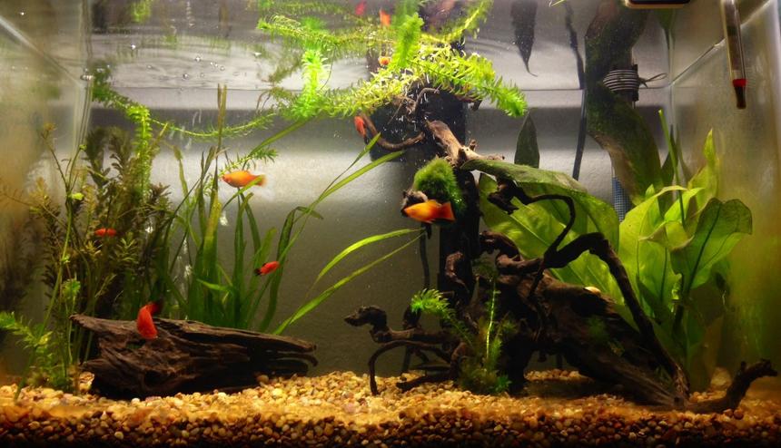 Rated #49: 20 Gallons Planted Tank - 20 Gallon looking more like a fresh water habitat.