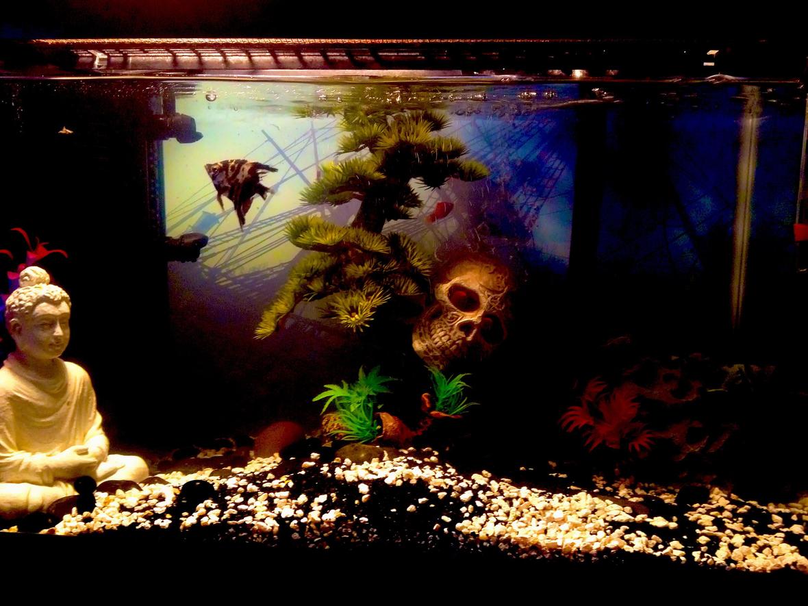 100 gallons freshwater fish tank (mostly fish and non-living decorations) - There's 3 others believe it or not ...they're just better at hiding when they know I'm trying to take a picture!