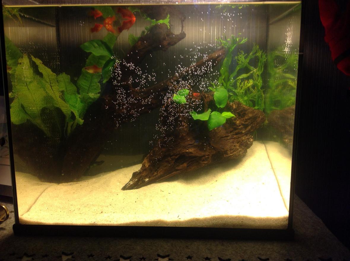 10 gallons planted tank (mostly live plants and fish) - Aquascape low tech tank.