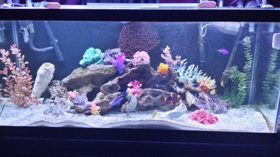 75 gallons saltwater fish tank (mostly fish, little/no live coral) - My 75 gallon fowler