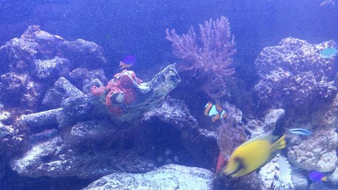 saltwater fish - acanthurus sp. - lemon tang stocking in 75 gallons tank - Lemon tang