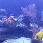 saltwater fish - acanthurus sp. - lemon tang stocking in 75 gallons tank - Lemon tang