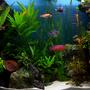 70 gallons planted tank (mostly live plants and fish) - Planted african cichlids tank Concept: healthy plants with the most colorful fish with character to rival marine aquariums