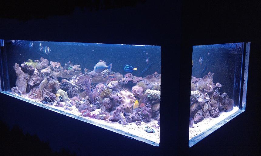Rated #25: 550 Gallons Reef Tank - 8' long 4' wide plywood tank