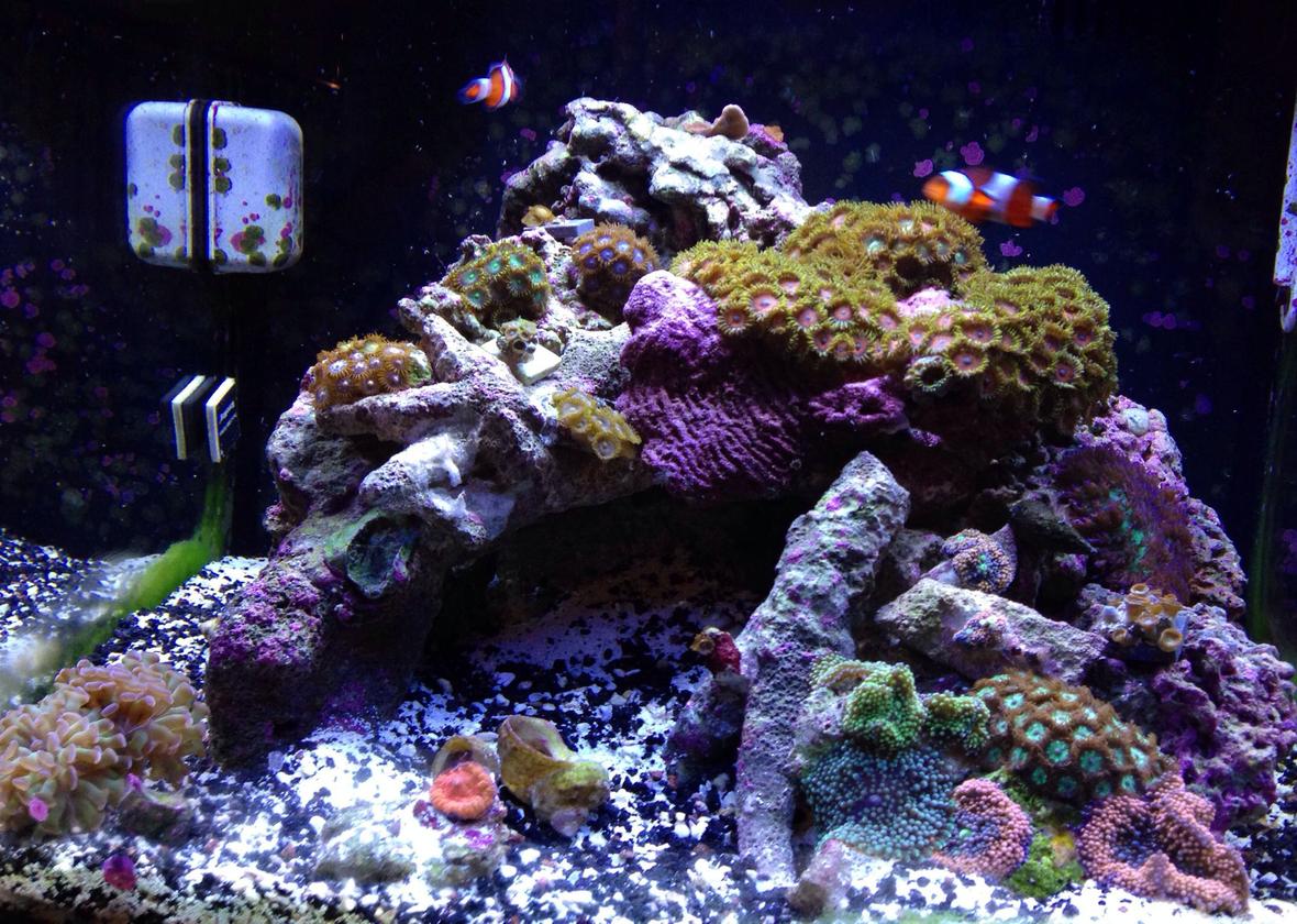 14 gallons reef tank (mostly live coral and fish) - Here is my 14 gallon biocube and it's about 5 months old