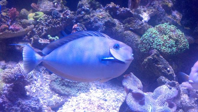 saltwater fish - naso vlamingii - vlamingii tang stocking in 550 gallons tank - Vlamingii tang 14"