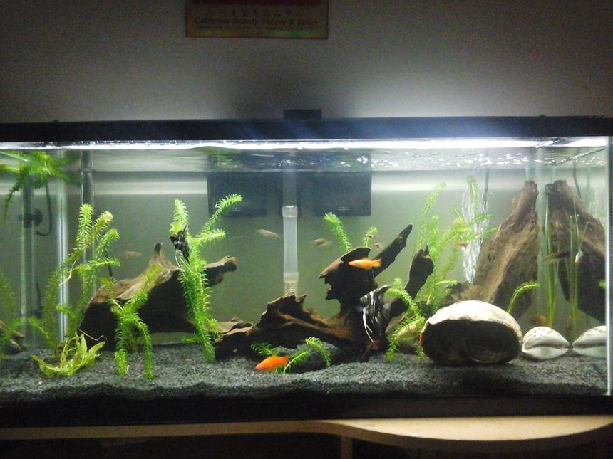 Rated #103: 40 Gallons Freshwater Fish Tank - Planting more anacharis as they branch off ! Probably gonna remove the shells too