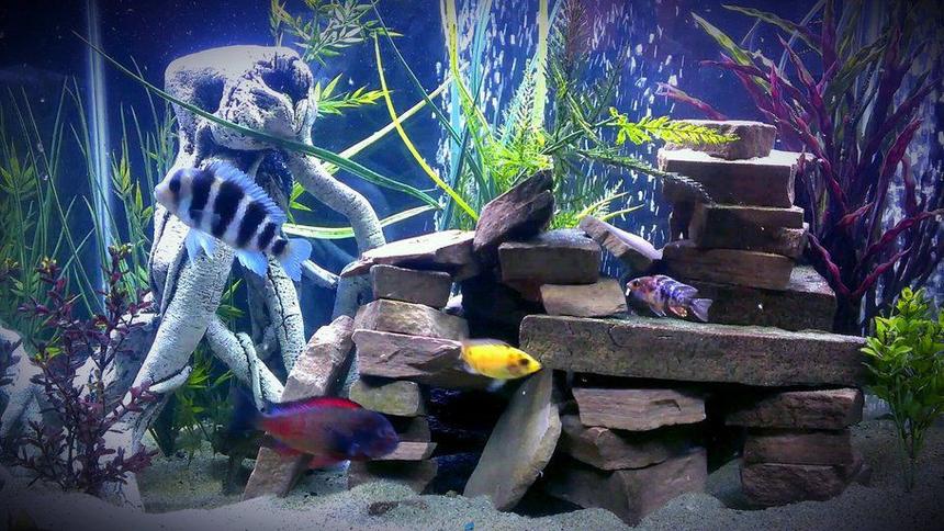 Rated #56: 55 Gallons Freshwater Fish Tank - my new set up hope you like!!!