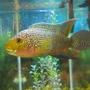 freshwater fish - nandopsis octofasciatum - jack dempsey stocking in 80 gallons tank - Jack Dempsey Cichlid
