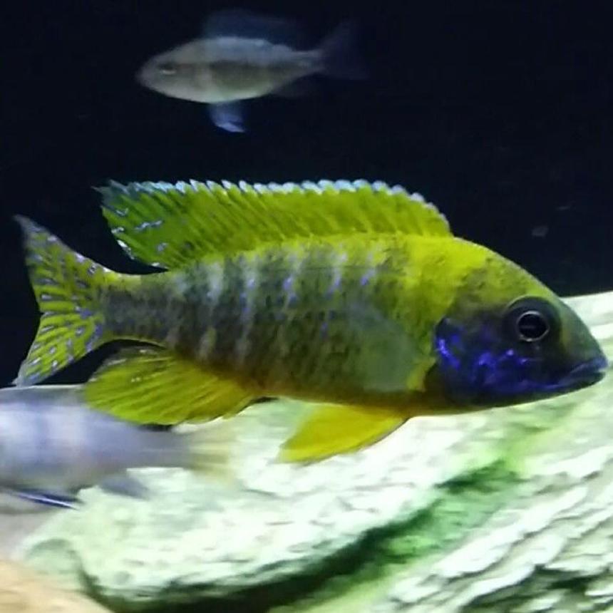 Rated #9: Freshwater Fish - Aulonocara Baenschi - Sunshine Peacock Stocking In 55 Gallons Tank - Sunshine Peacock