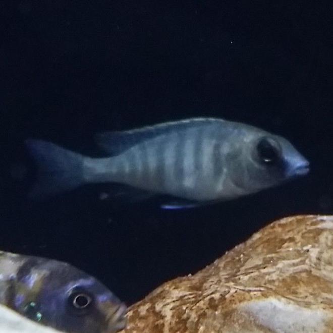 freshwater fish - placidochromis electra - deepwater hap stocking in 55 gallons tank - Deep water hap