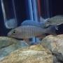 freshwater fish - aulonocara jacobfreibergi eureka - eureka red stocking in 55 gallons tank - Eureka Red Male