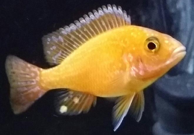 freshwater fish - aulonocara sp. - dragon blood peacock stocking in 55 gallons tank - Dragón Blood Cichlid