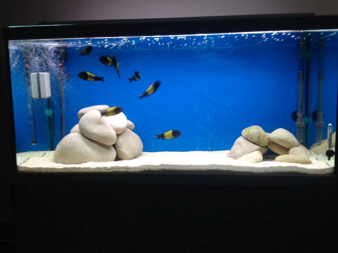200 gallons freshwater fish tank (mostly fish and non-living decorations) - Tropheus ikola wc f0 2 m 6 f