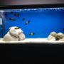 200 gallons freshwater fish tank (mostly fish and non-living decorations) - Tropheus ikola wc f0 2 m 6 f