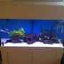10 gallons freshwater fish tank (mostly fish and non-living decorations) - 55 Gallon fish tank with 4 African ciclids