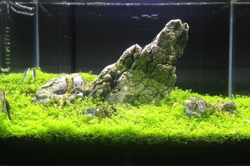 Rated #6: 6 Gallons Planted Tank - Iwagumi style tank! With 15 crystal red shrimps and 3 otocinclus fish