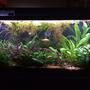 100 gallons planted tank (mostly live plants and fish) - My planted 100g community aquarium...ALL THESE PLANTS ARE REAL! This info below is for my cichlids tank....which is posted in ANOTHER category!....smh😑😑😑