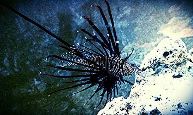 saltwater fish - pterois volitans - volitan lionfish, colored stocking in 100 gallons tank - Volitan lionfish