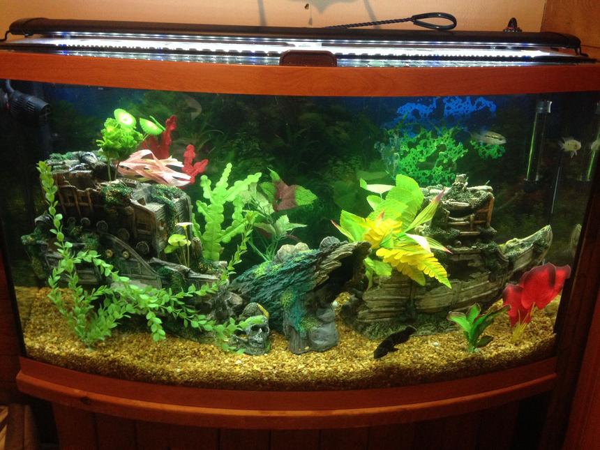 Rated #106: 46 Gallons Freshwater Fish Tank - Sunken garden shipwreck