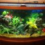 46 gallons freshwater fish tank (mostly fish and non-living decorations) - Sunken garden shipwreck