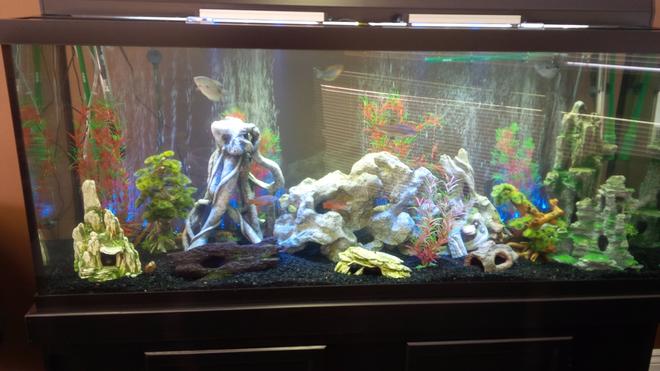120 gallons freshwater fish tank (mostly fish and non-living decorations) - Original setup