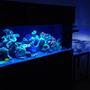 fish tank picture - Main display and display refugium