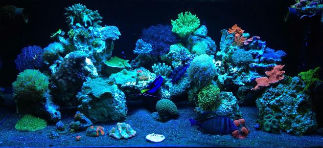 187 gallons reef tank (mostly live coral and fish) - ReEfErAdDiCt'S 187 Gallon Mixed Reef