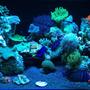 187 gallons reef tank (mostly live coral and fish) - ReEfErAdDiCt'S 187 Gallon Mixed Reef