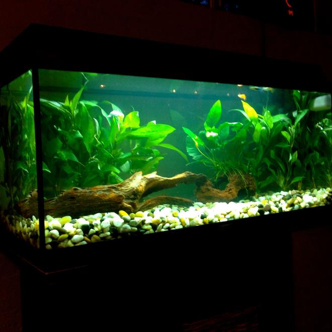 21 gallons planted tank (mostly live plants and fish) - My first ever setup
