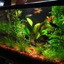 10 gallons planted tank (mostly live plants and fish) - 10 Galons
