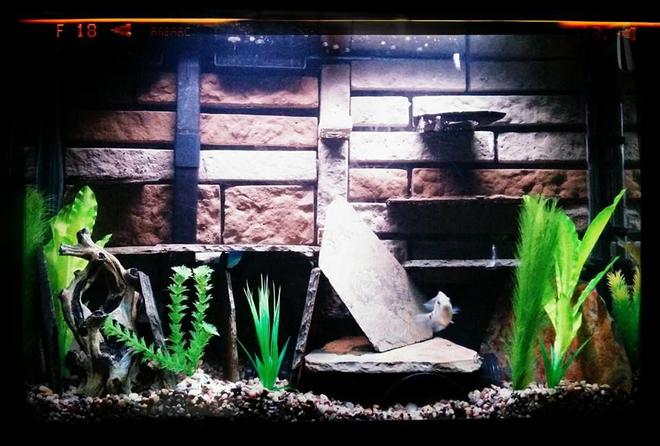 40 gallons freshwater fish tank (mostly fish and non-living decorations) - The new set up.