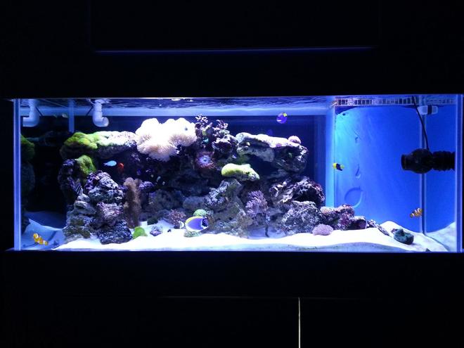 150 gallons reef tank (mostly live coral and fish) - 150 gallon reef tank