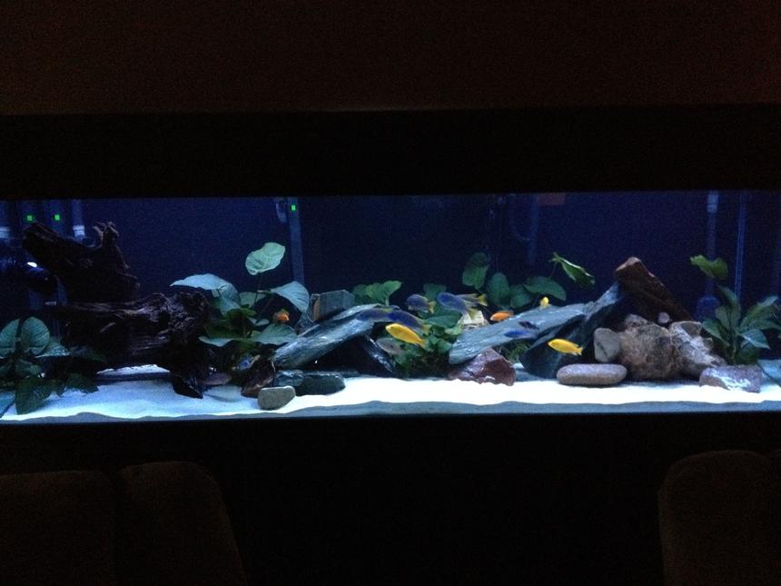 Rated #39: 220 Gallons Planted Tank - planted cichlid tank