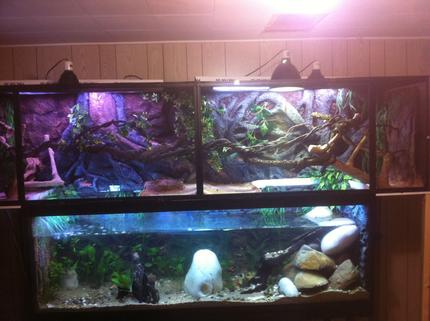 125 gallons planted tank (mostly live plants and fish) - Tried to replicate Costa Rican river. Live plants in tank and enclosure. Led day/night,florecent bulbs and mercury vapor lamps.