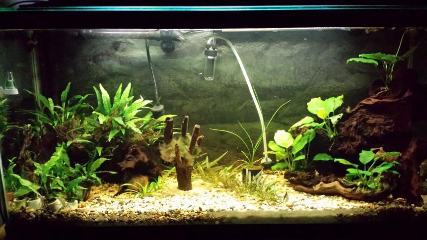 Rated #1094: 35 Gallons Planted Tank - Updated tank picture.